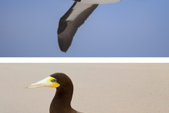 Brown-Booby