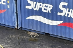a-cat