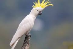 cockatoo