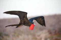frigate-bird