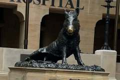 brisbane-razorback