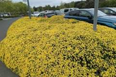 q-landscaping