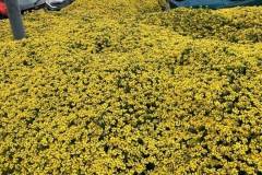 r-landscaping