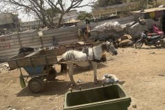 12-horse-cart
