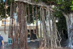 tree-kona