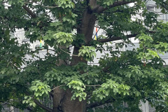 Baobab-tree