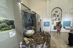 dodo-feathered