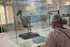 dodo-skeleton