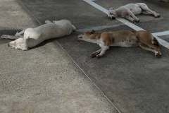 Moorea-dogs