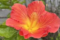 nz-flower