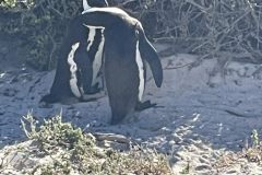 Penguin-2