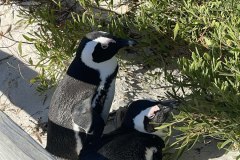 Penguin-3