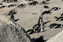 Penguin-4