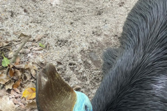 Cassowary