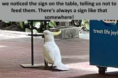 cockatoo2