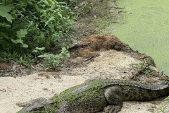 croc