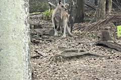 kangaroo