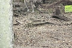 kangaroo2