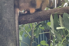 tree-kangaroo