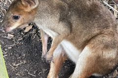 wallaby