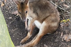 wallaby2