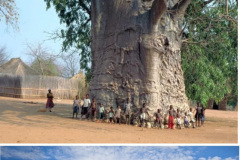 baobab-3
