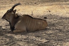 gazelle-4