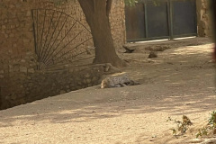 hyiena