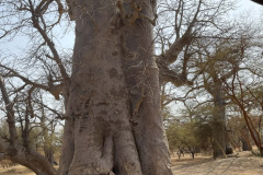 tree-burial-2