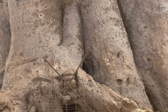 tree-burial