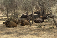 buffaloes