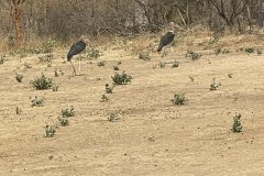 cranes