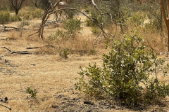 gazelle-1