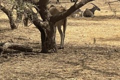 gazelle-3