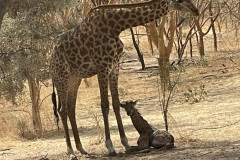 giraffe-newborn