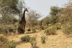 giraffes-1