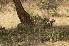 giraffes-2