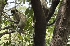 monkey