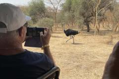 ostrich