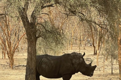 rhino-female