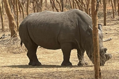rhino-male
