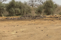 vultures