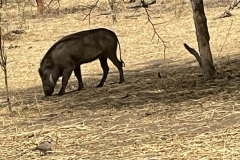 warthog