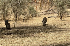 warthogs
