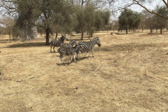 zebras