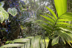 Rain-Forest