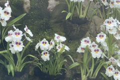 bb-orchids-eyes