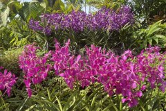 bb-orchids