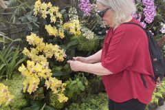 bb-orchids2