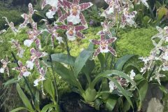 bb-orchids3